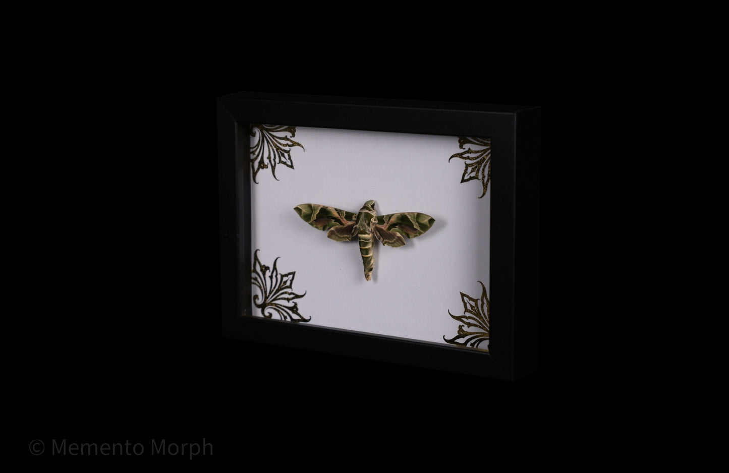 Framed Daphnis nerii with Gold Ornament Background