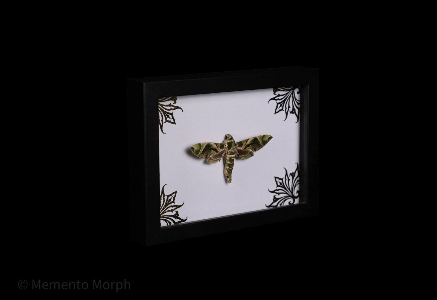 Framed Daphnis nerii with Gold Ornament Background