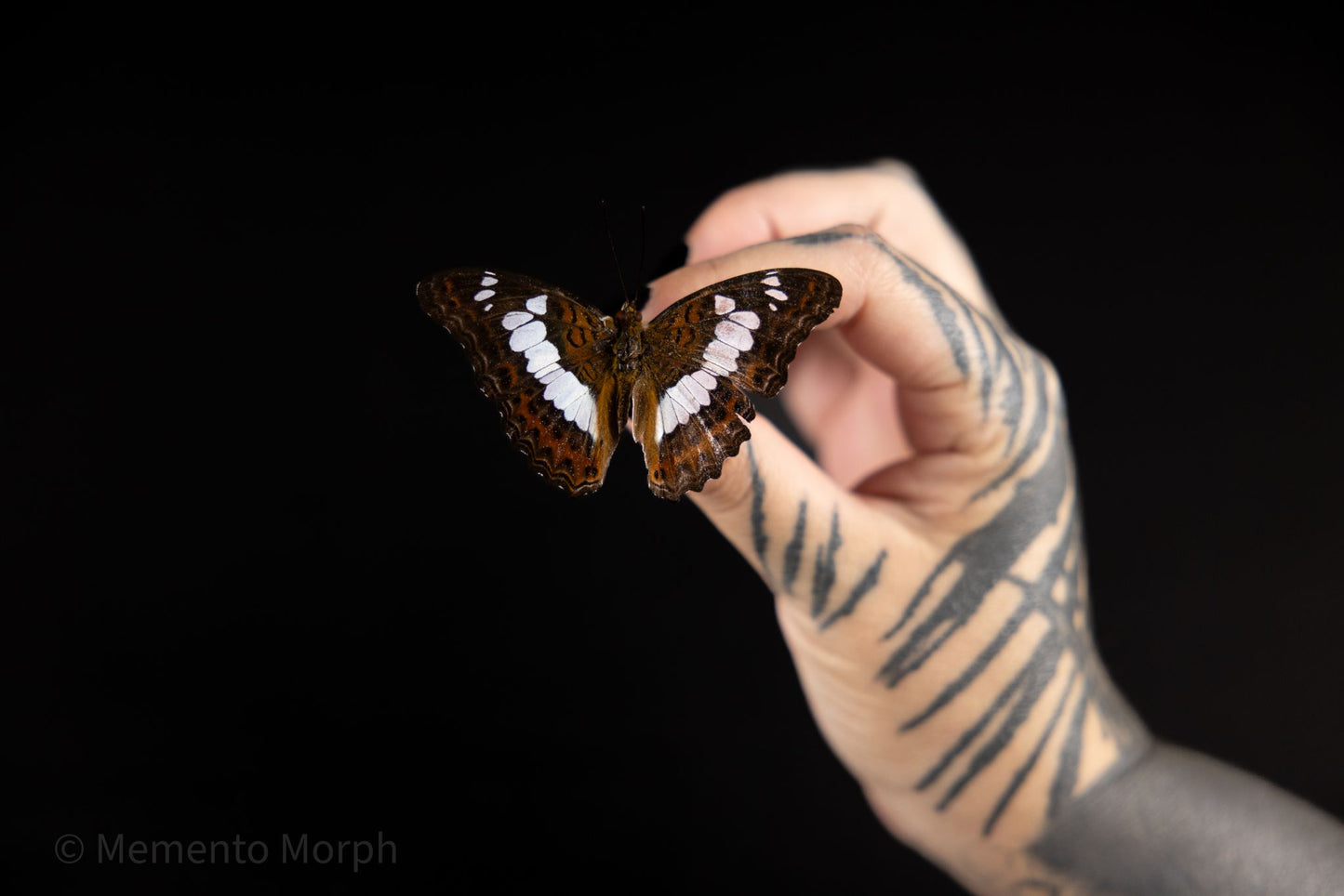 Moduza Procris (Folded Wings)