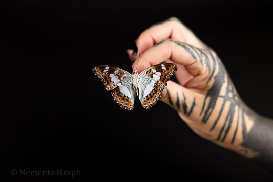 Moduza Procris (Folded Wings)