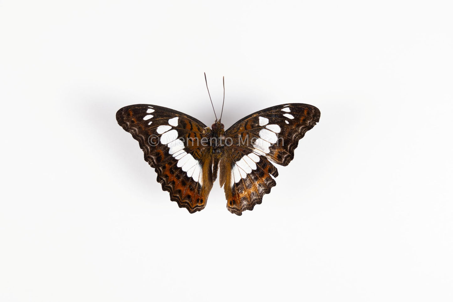 Moduza Procris (Folded Wings)