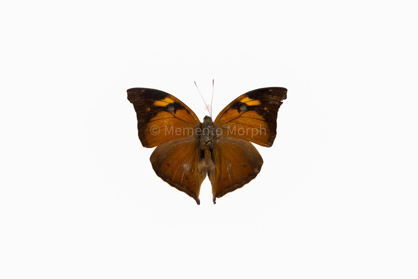 Doleschallia Bisaltide (Folded Wings)