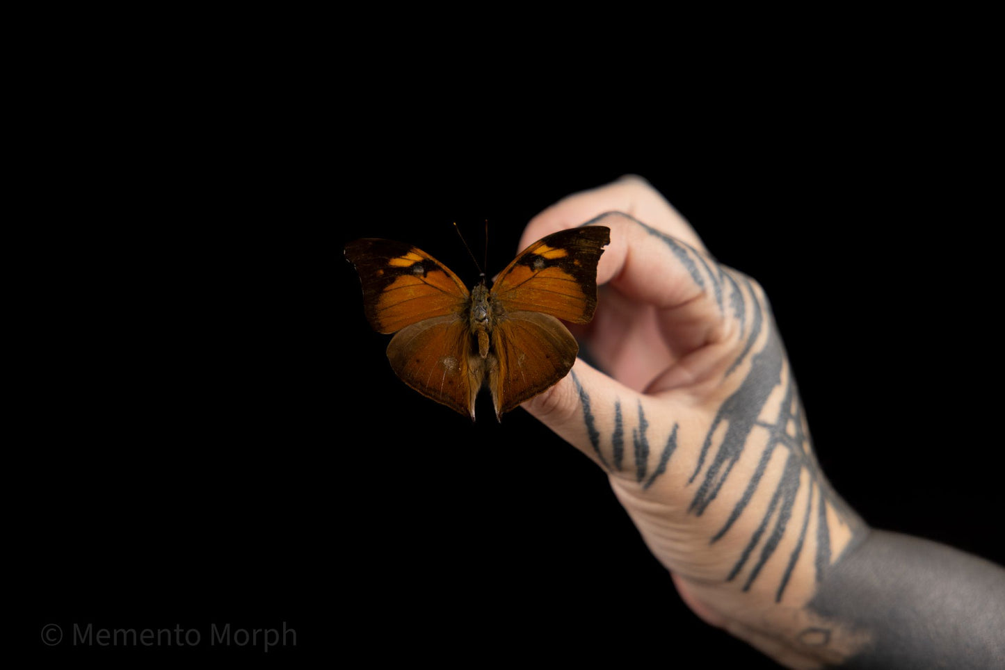 Doleschallia Bisaltide (Folded Wings)