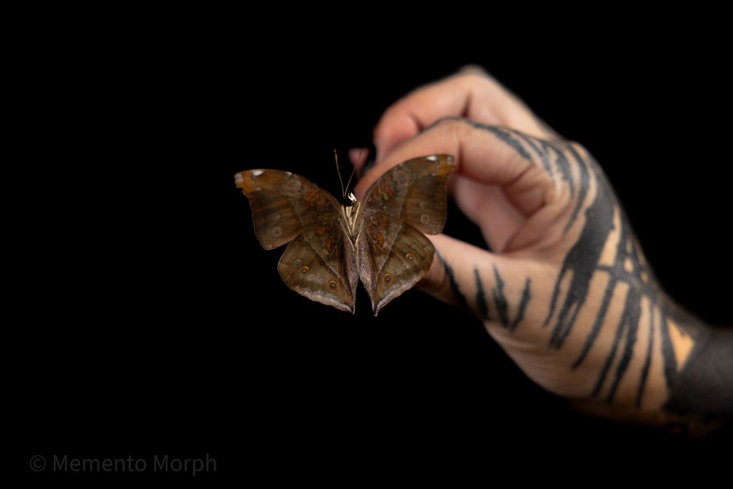 Doleschallia Bisaltide (Folded Wings)