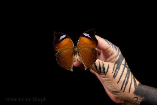 Salamis Anteva (Folded Wings)