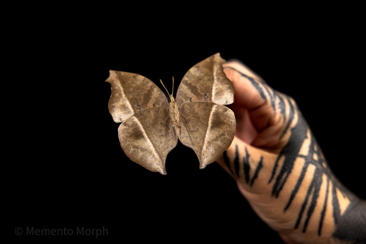 Salamis Anteva (Folded Wings)