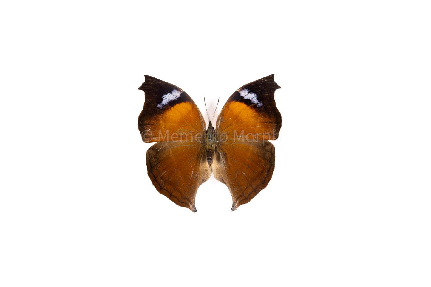 Salamis Anteva (Folded Wings)