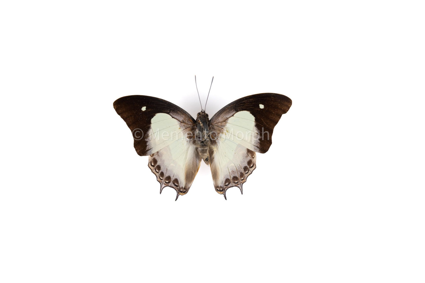 Polyura Athamas (Folded Wings)