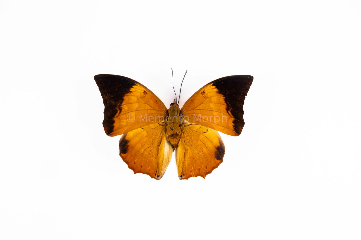 Charaxes bernardus (Folded Wings)