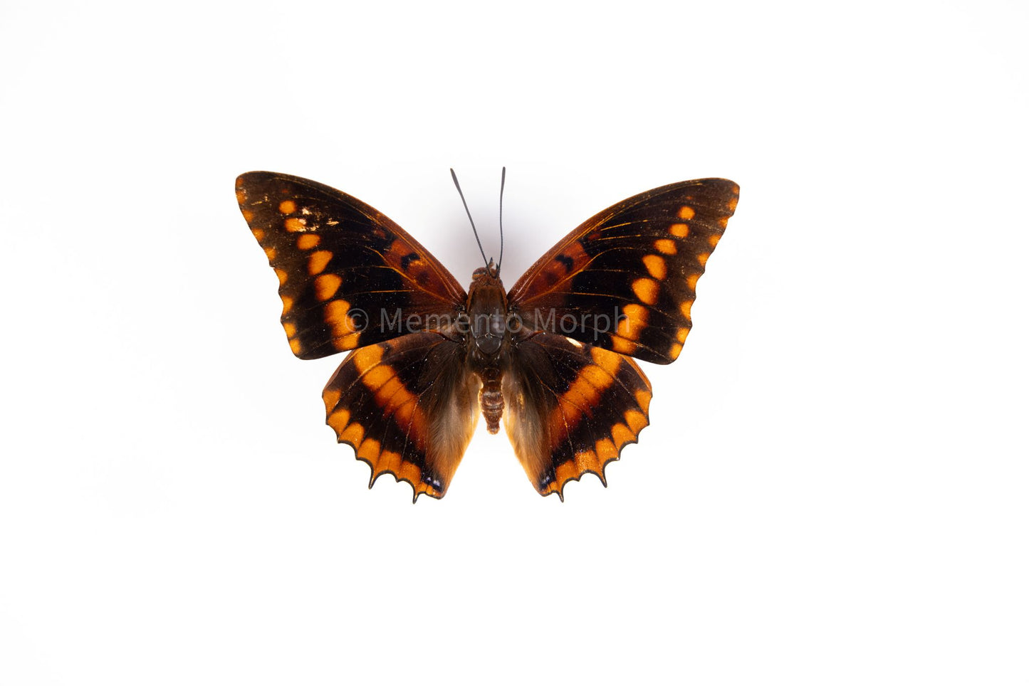Charaxes Lucretius (Folded Wings)