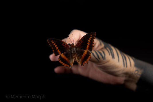 Charaxes Lucretius (Folded Wings)