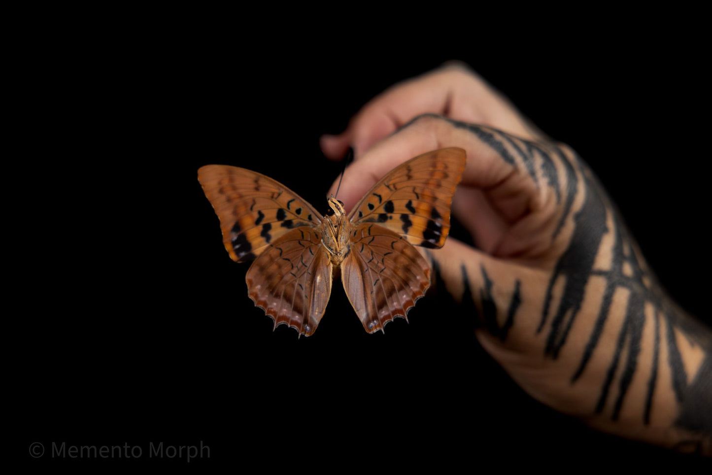 Charaxes Lucretius (Folded Wings)