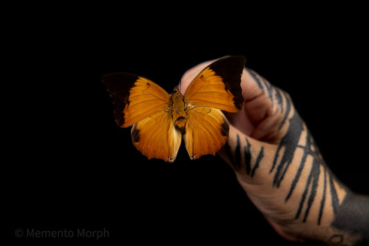 Charaxes bernardus (Folded Wings)