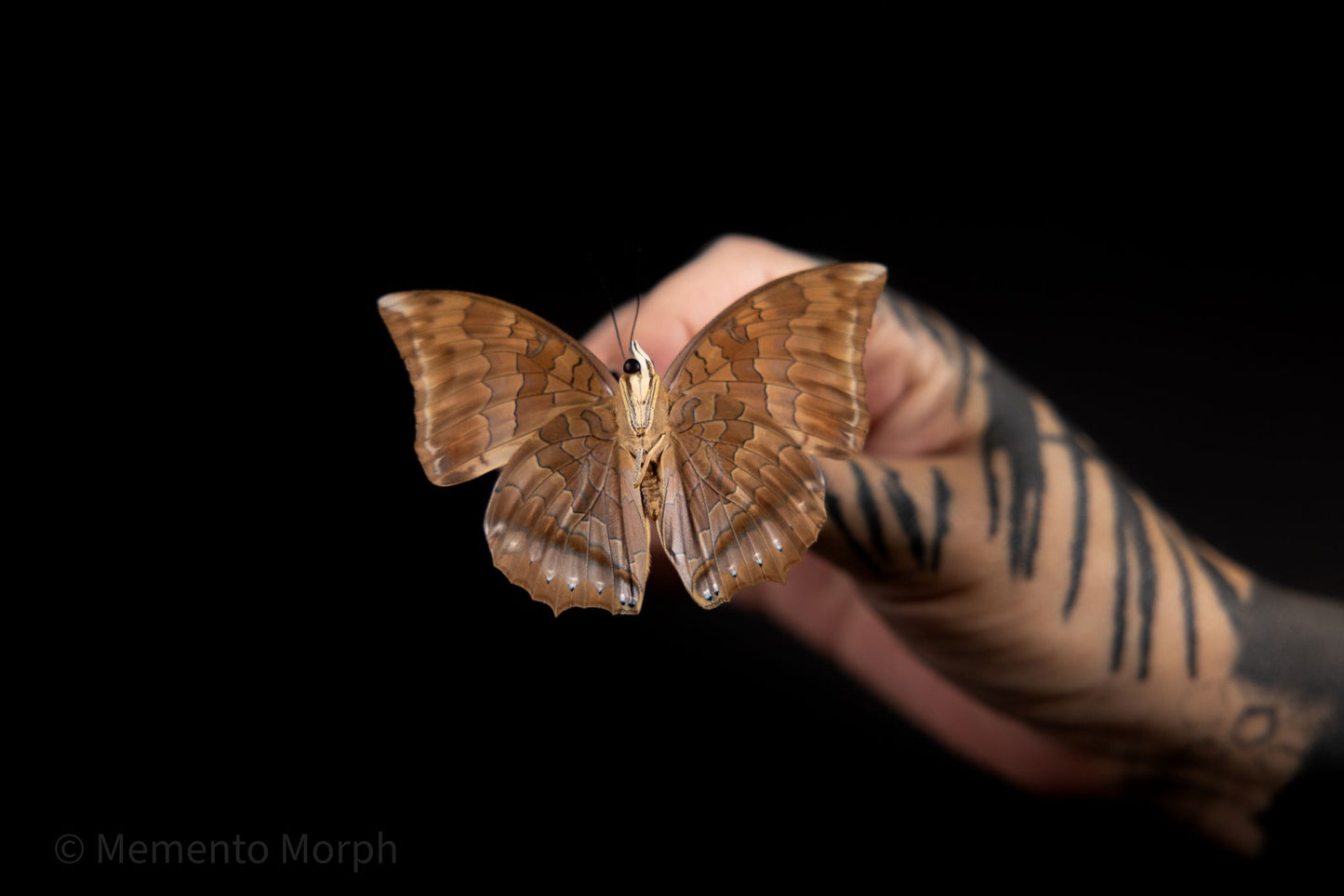 Charaxes bernardus (Folded Wings)