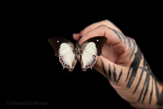 Polyura Athamas (Folded Wings)