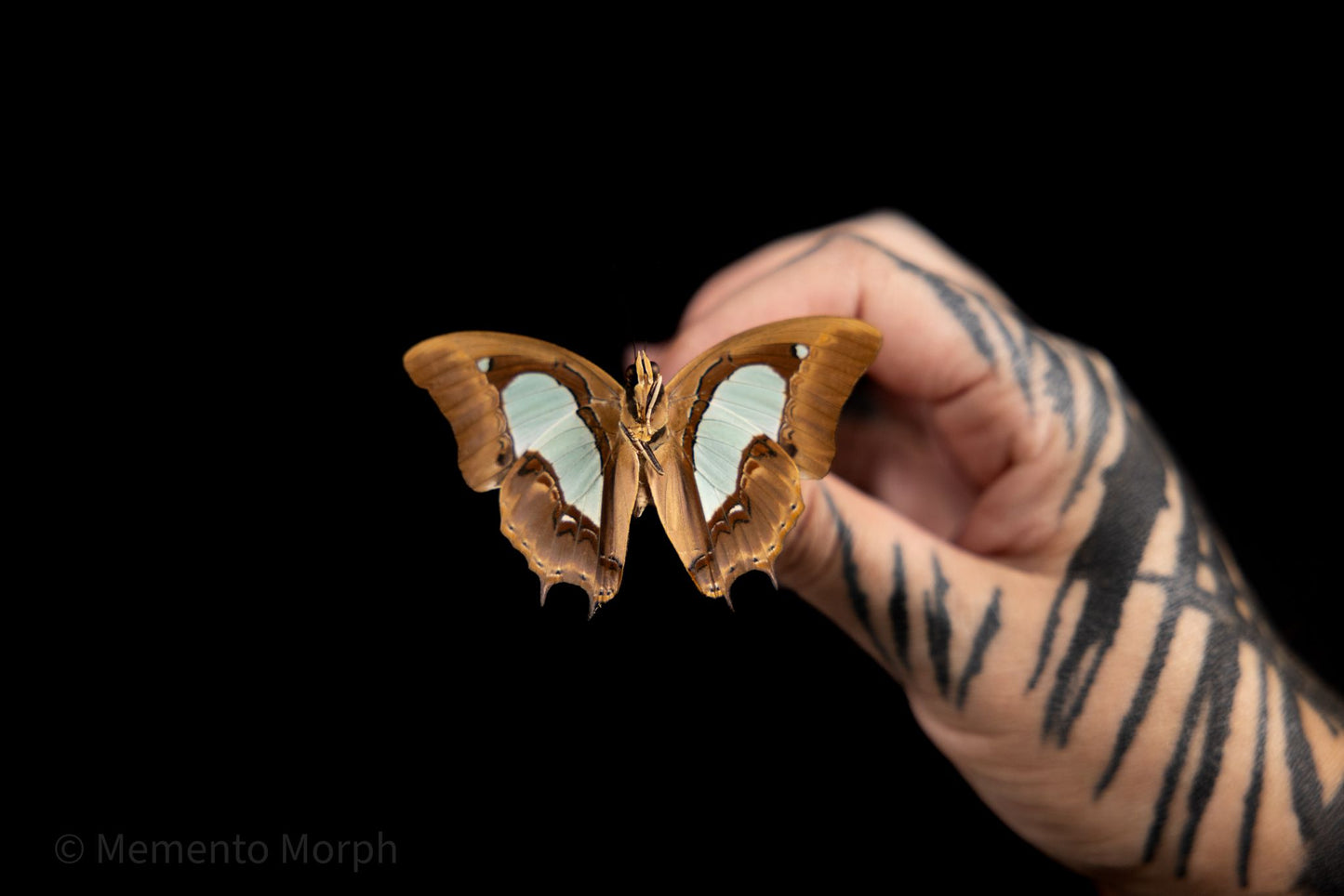 Polyura Athamas (Folded Wings)