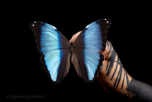 Morpho Deidamia (Folded Wings)