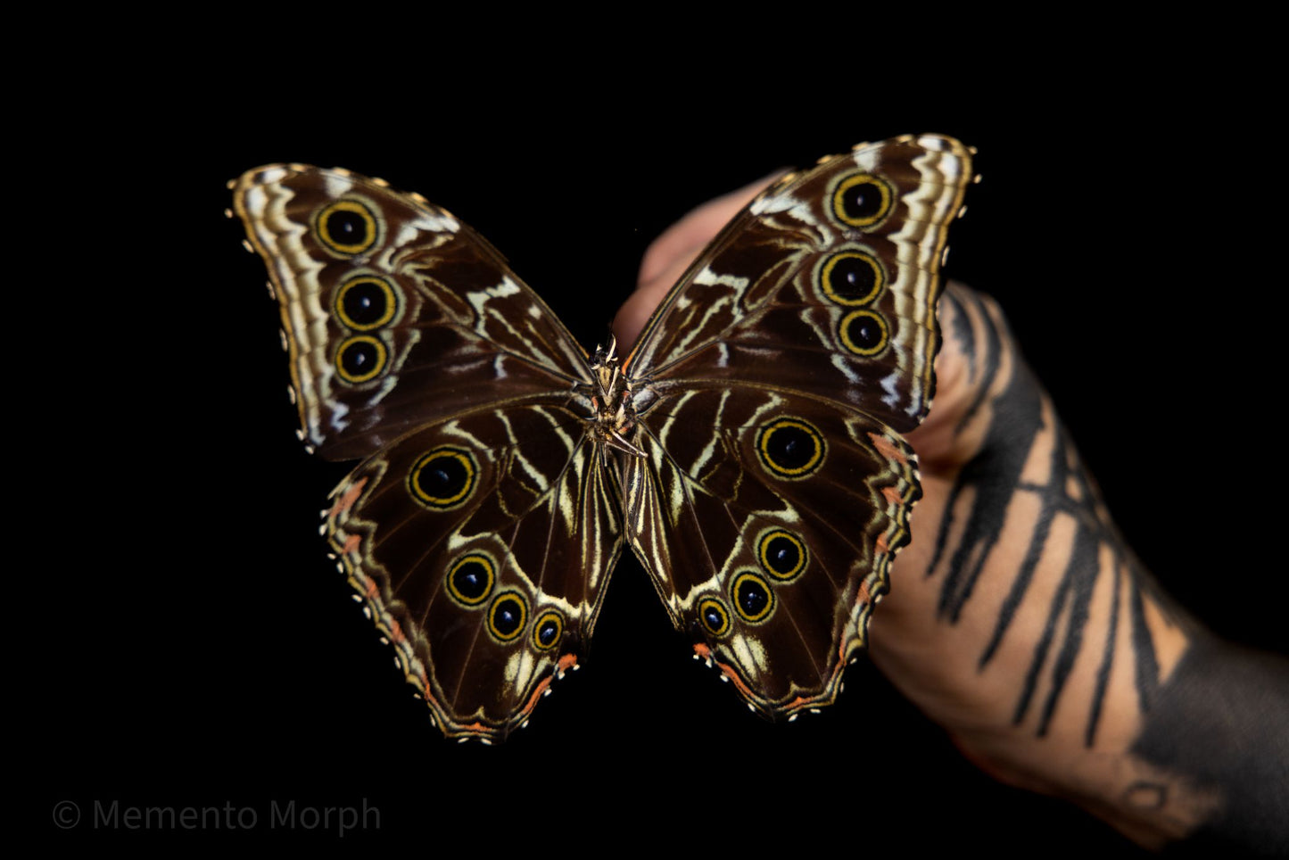 Morpho Deidamia (Folded Wings)