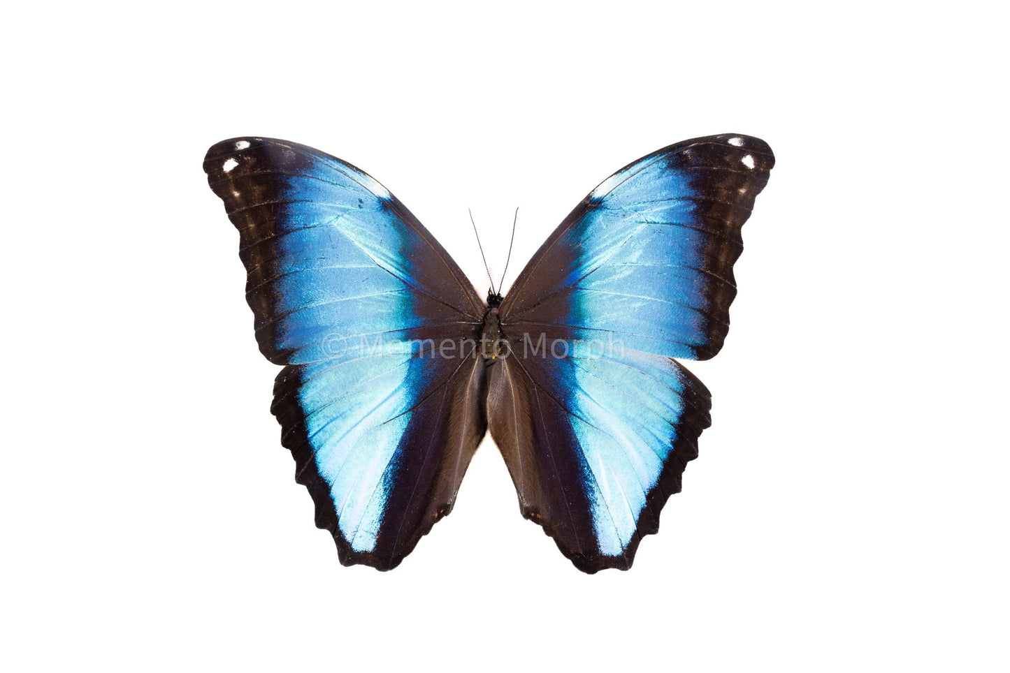 Morpho Deidamia (Folded Wings)