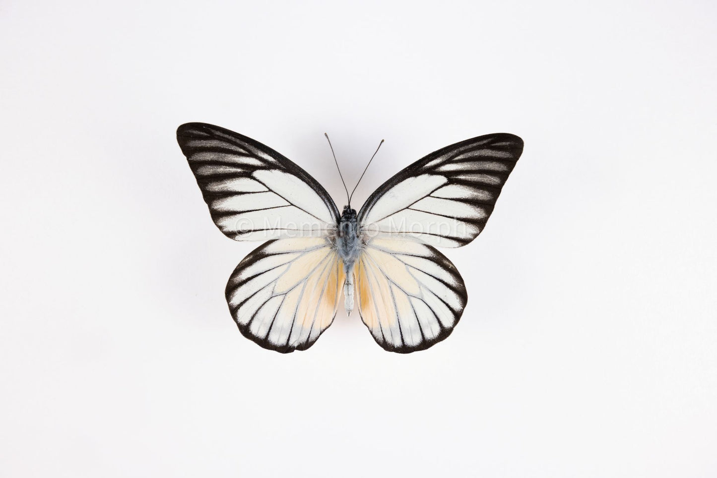 Prioneris Clemanthe (Folded Wings)