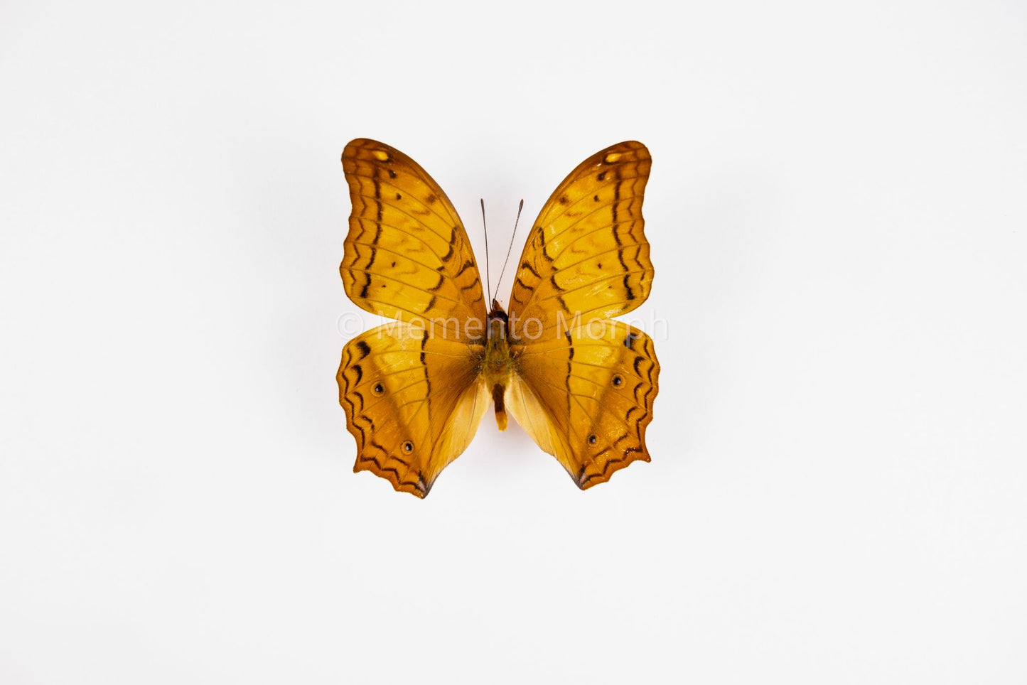 Vindula Dejone (Folded Wings)