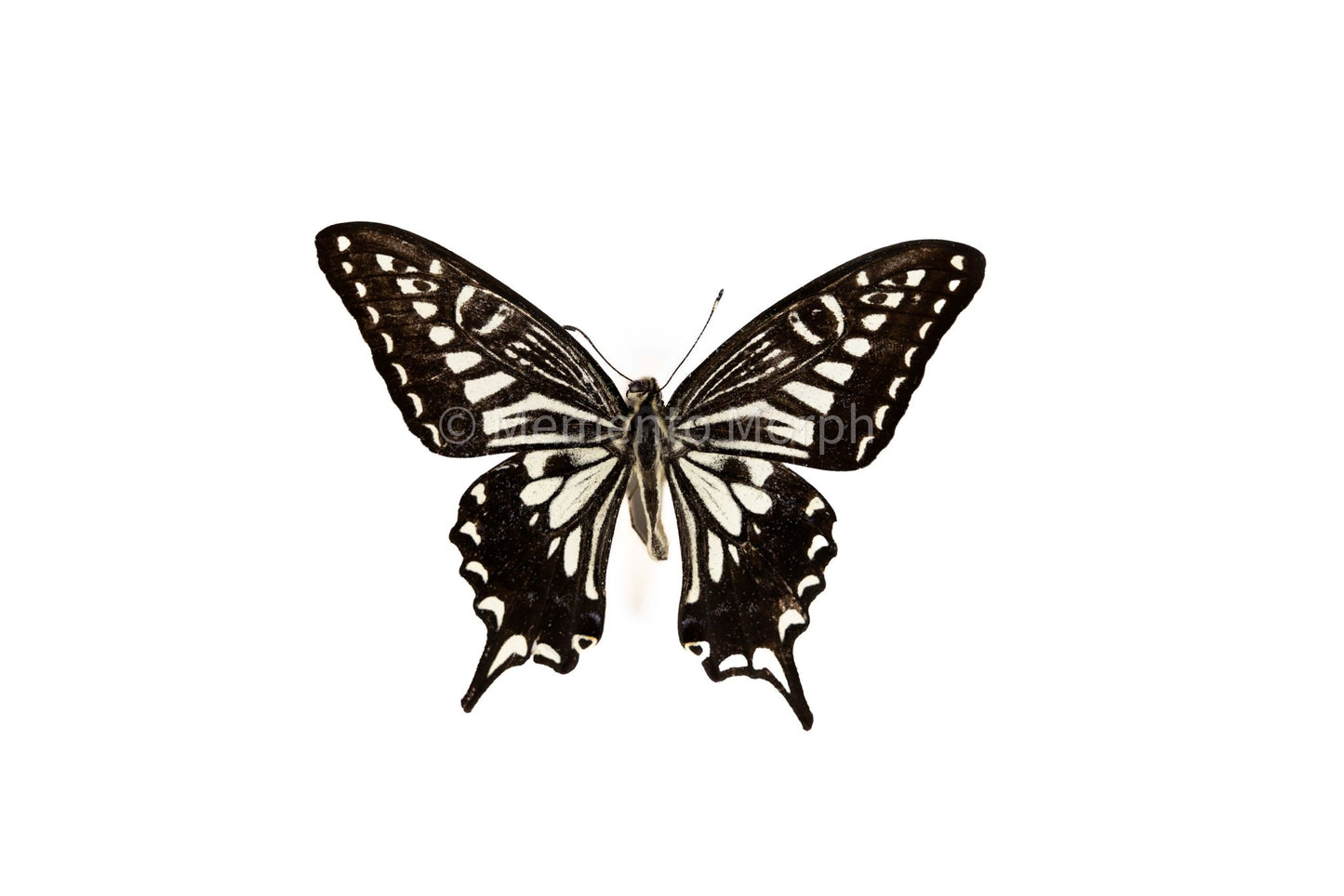 Papilio Xuthus (Folded Wings)
