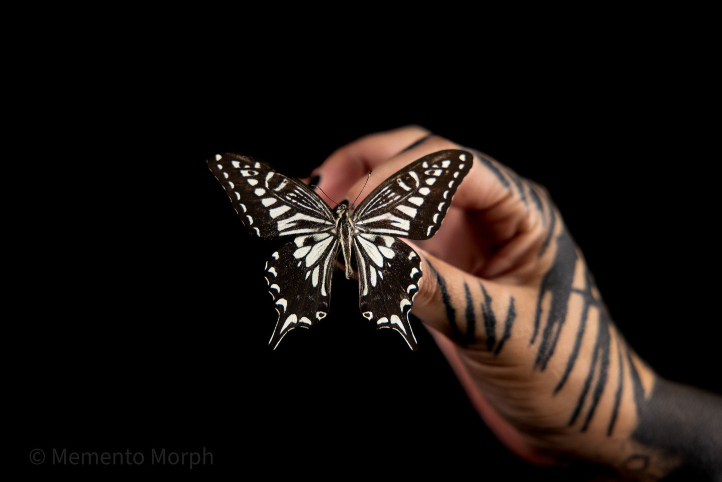 Papilio Xuthus (Folded Wings)