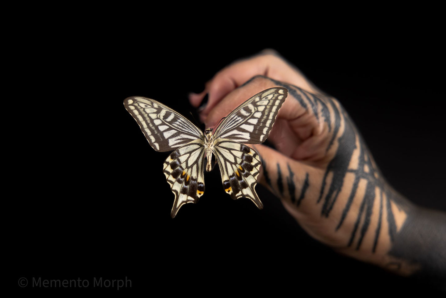 Papilio Xuthus (Folded Wings)
