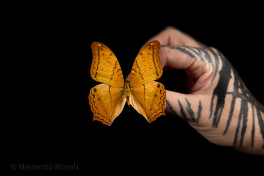 Vindula Dejone (Folded Wings)