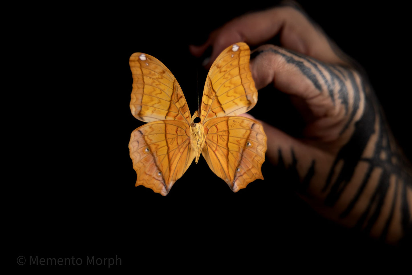 Vindula Dejone (Folded Wings)