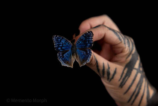 Precis Rhadama (Folded Wings)