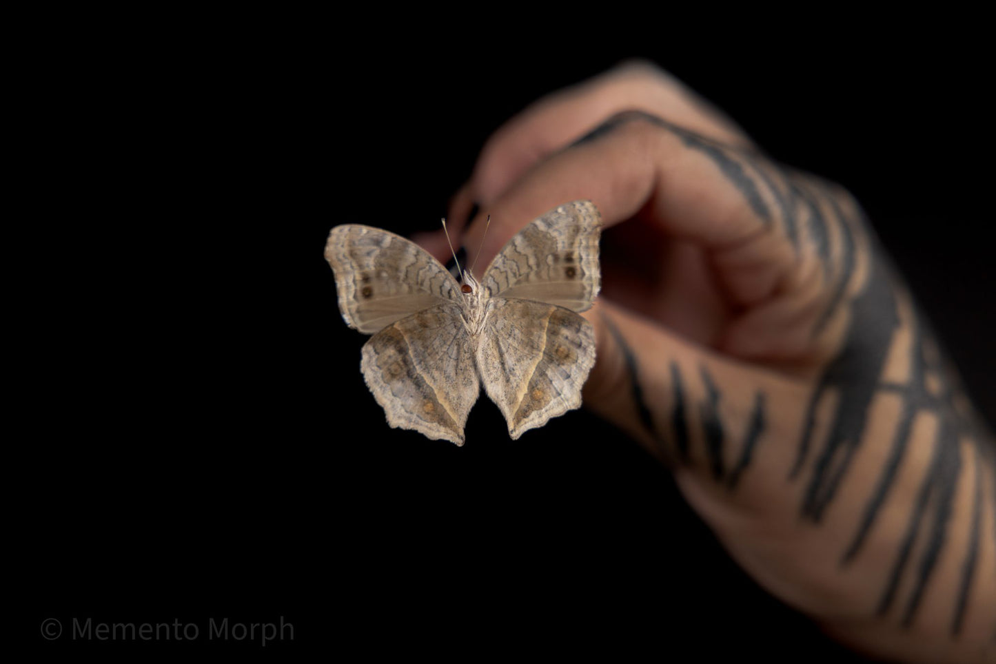 Precis Rhadama (Folded Wings)