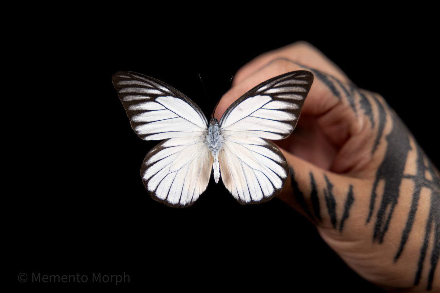 Prioneris Clemanthe (Folded Wings)