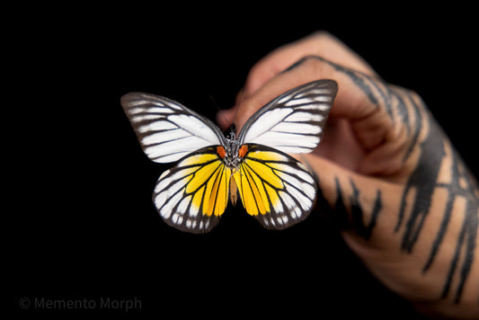 Prioneris Clemanthe (Folded Wings)