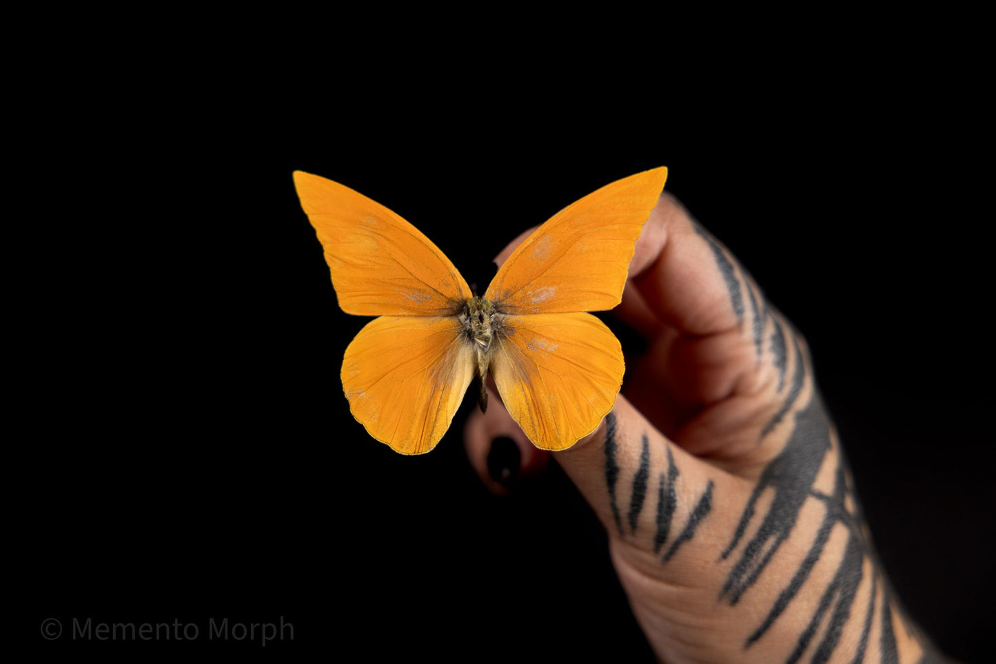 Appias nero (Folded Wings)