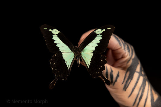 Papilio Phorcas (Folded Wings)
