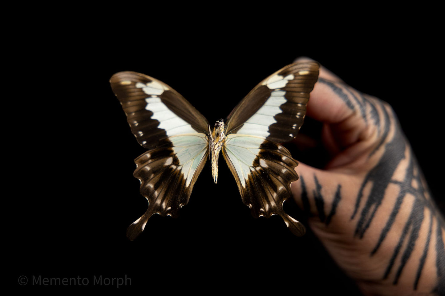 Papilio Phorcas (Folded Wings)