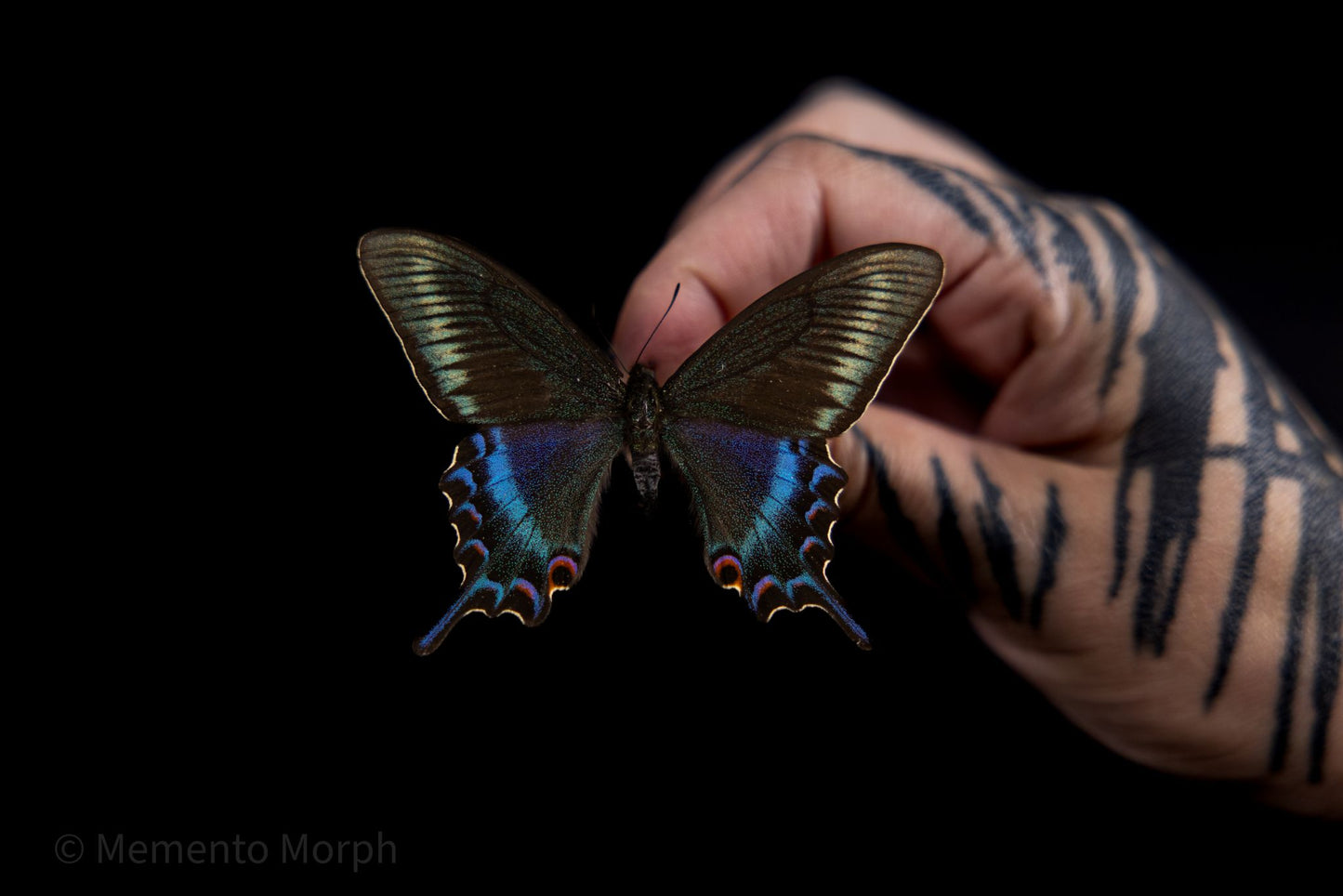 Papilio Maackii (Folded Wings)