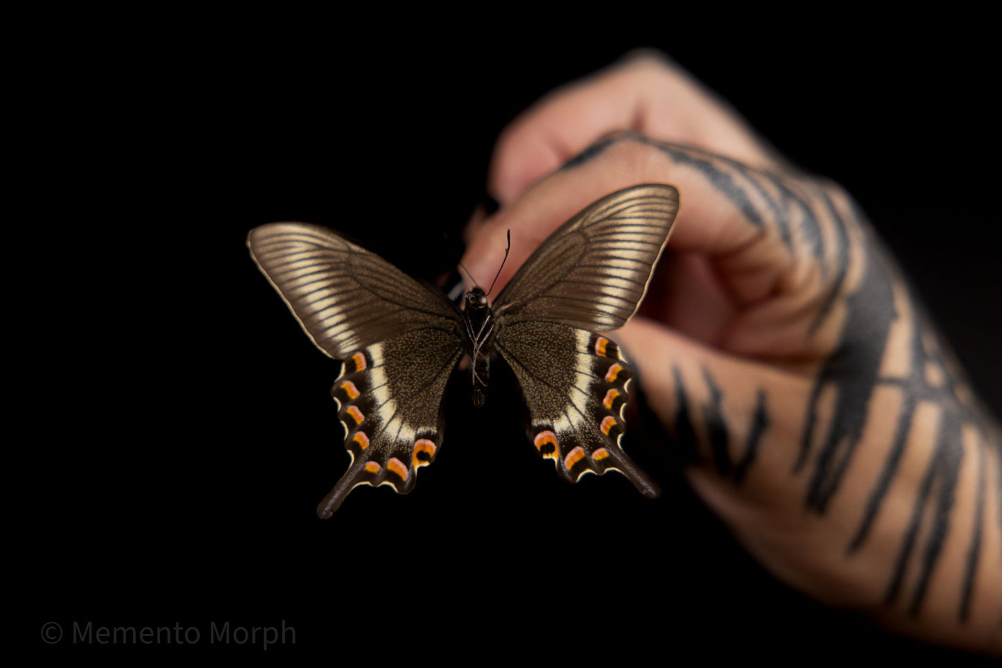 Papilio Maackii (Folded Wings)