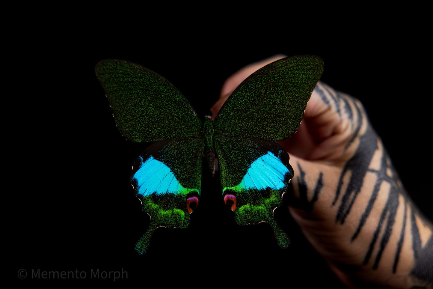 Papilio Karna (Folded Wings)