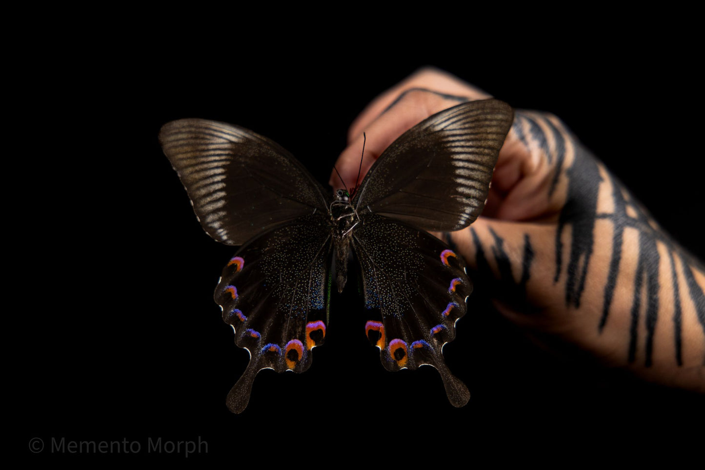 Papilio Karna (Folded Wings)