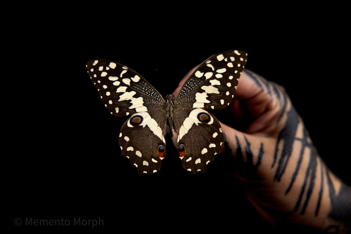 Papilio Demodocus (Folded Wings)