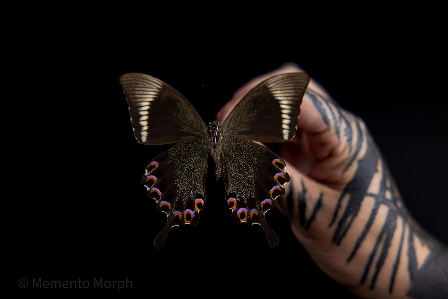 Papilio Paris (Folded Wings)