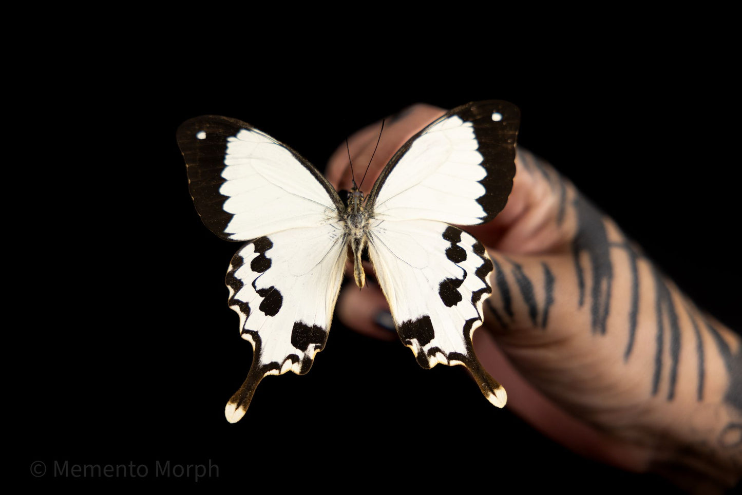 Unmounted Papilio Dardanus – African Swallowtail (Folded Wings)