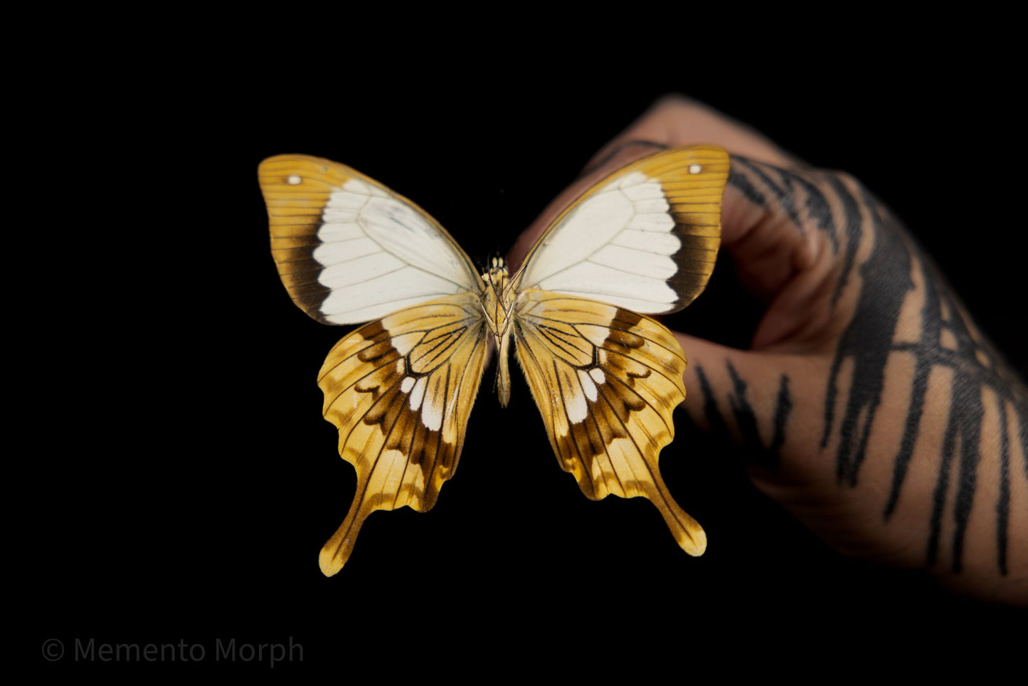 Unmounted Papilio Dardanus – African Swallowtail (Folded Wings)