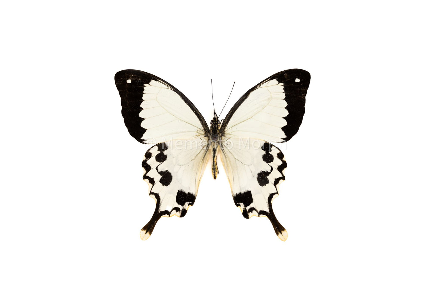 Unmounted Papilio Dardanus – African Swallowtail (Folded Wings)