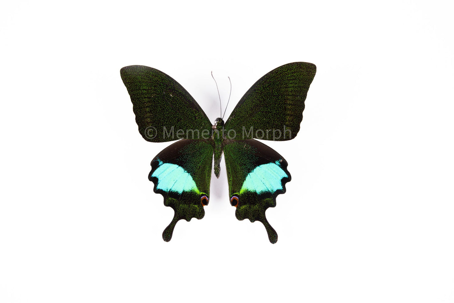 Papilio Paris (Folded Wings)