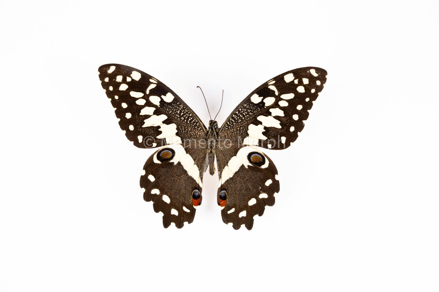 Papilio Demodocus (Folded Wings)