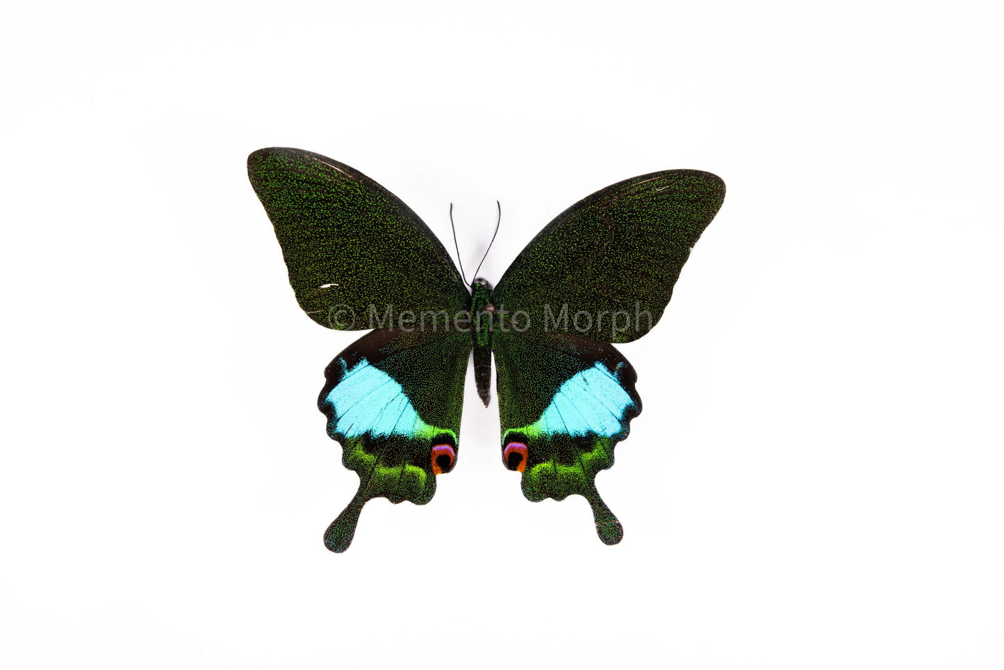 Papilio Karna (Folded Wings)