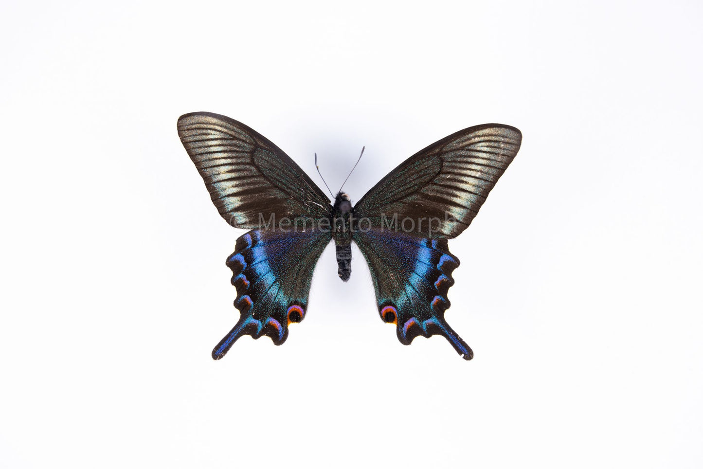 Papilio Maackii (Folded Wings)
